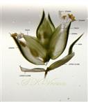  Spikelet (opened) with 4 flowers